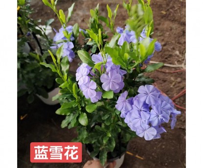 藍(lán)雪花